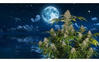 Calendrier lunaire cannabis 2023