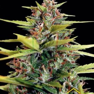 South Mountain Golden de Xtreme Seeds