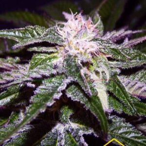 Dark Chunk Regular de Xtreme Seeds