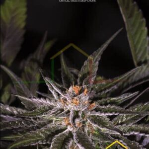 Deep Sugar Regular - Xtreme Seeds