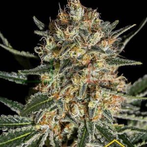 Face Off OG Bilbo de Genehtik Seeds