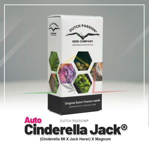 Auto Cinderella Jack - Dutch Passion