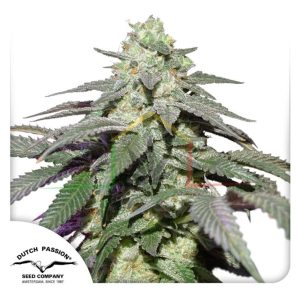 Auto Skywalker Haze - Semillas autoflorecientes de Dutch Passion