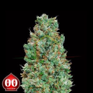 Auto Blueberry - 00 Seeds