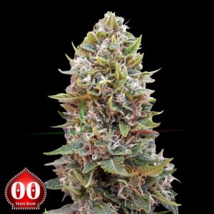 Auto CheeseBerry - 00 seeds
