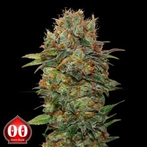 Auto Chocolate Kush - 00 Seeds