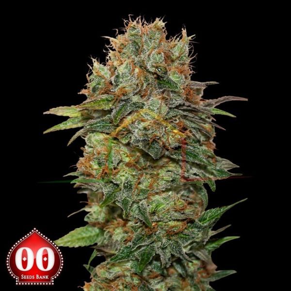 Auto Chocolate Kush - 00 Seeds