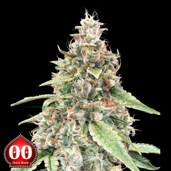 Auto Lemon OG - 00 Seeds