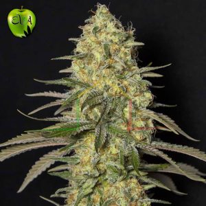 Black Dream Eva seeds