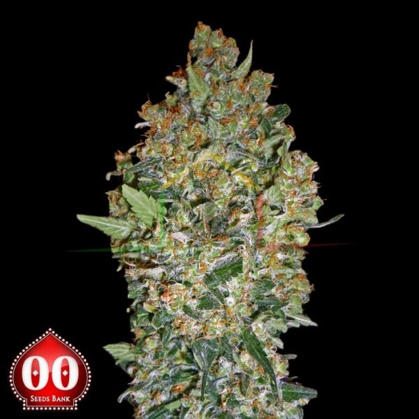 Cheese Berry - 00 seeds