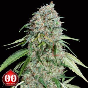 Chocolate Skunk CBD - 00 Seeds