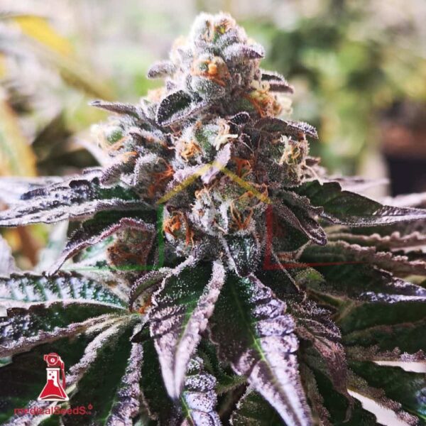 Cookies Purple Punch - Medical Seeds