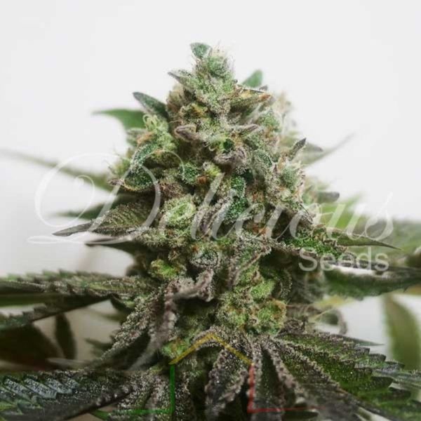 Delimed CBD plus