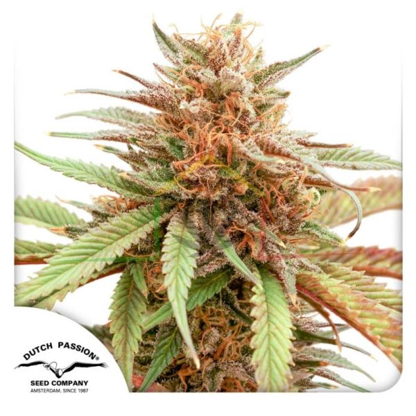 Durban Dew - Dutch Passion
