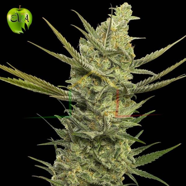 Gipsy Haze eva seeds