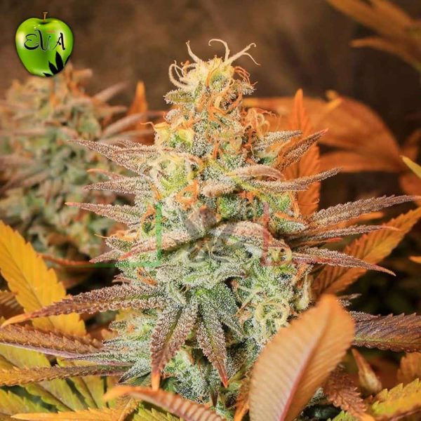 Gipsy Haze eva seeds