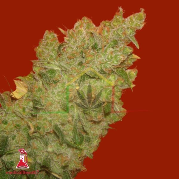 Jack la Mota - Medical Seeds