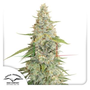 Meringue - Dutch Passion