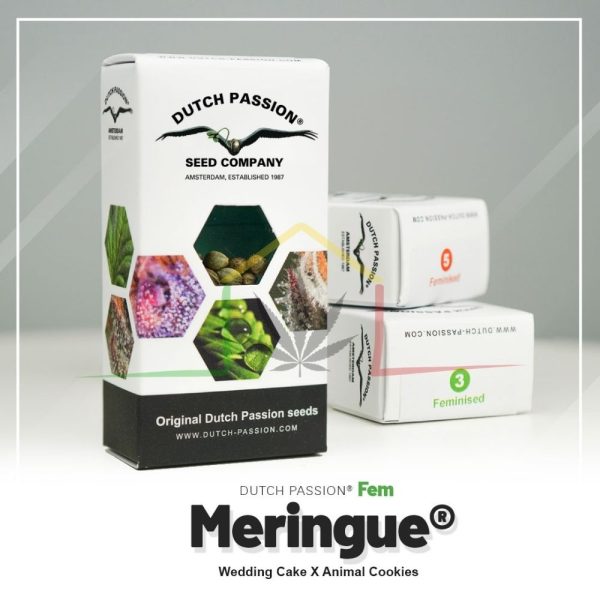 Meringue - Dutch Passion