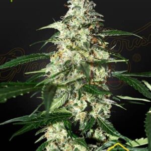 Skunk Auto of Strain Hunters, are autoflowering cannabis seeds that you can buy in our grow shop online.