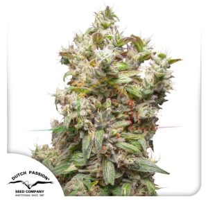 THC-Victory - Dutch Passion