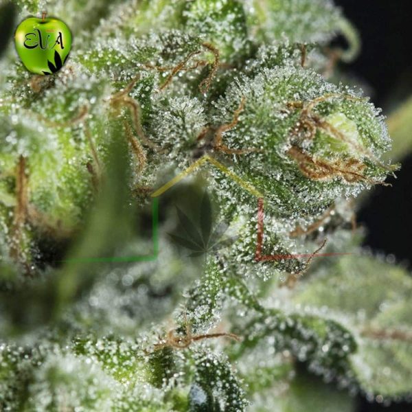 Tnt Kush CBD Eva seeds