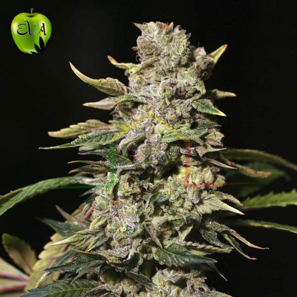 Tnt Kush Eva seeds