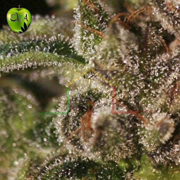 Tnt Kush Eva seeds