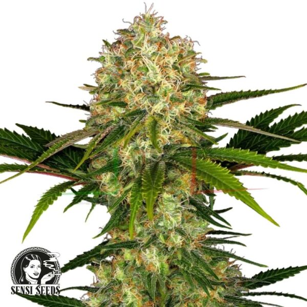 Afghani #1 - Sensi Seeds