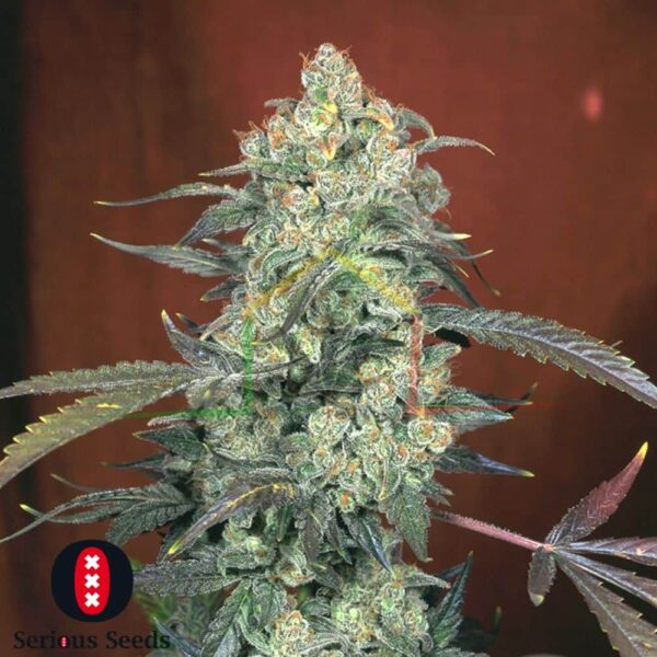AK-47 - Serious Seeds