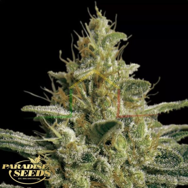 Allkush - Paradise Seeds