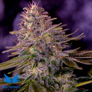 American Purple - Positronics Seeds
