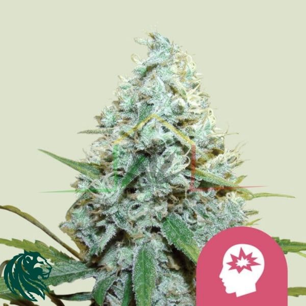 AMG - Amnesia Mac Ganja - Royal Queen Seeds