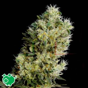 Amnesia Bilbo Auto - Genehtik Seeds