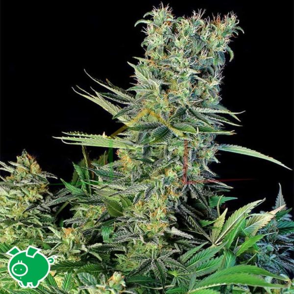 Amnesia Bilbo - Genehtik Seeds