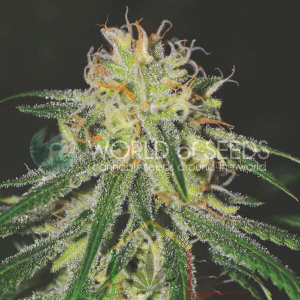 Amnesia - World of Seeds