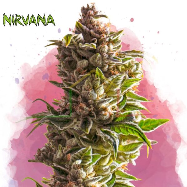 Aurora Indica - Nirvana