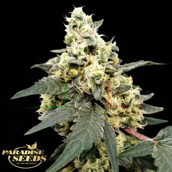 Lemonade Auto - Paradise Seeds