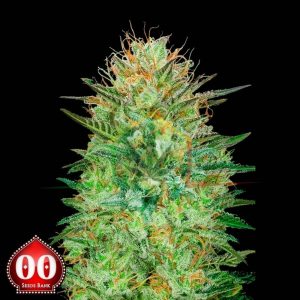 Auto Sweet Critical - 00 Seeds