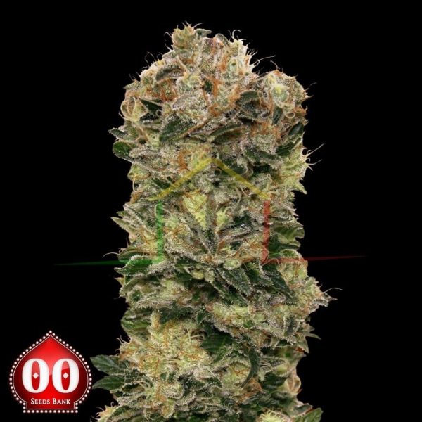 Auto Sweet Soma - 00 Seeds