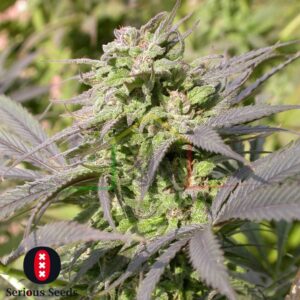 Biddy Early regular - Serious Seeds