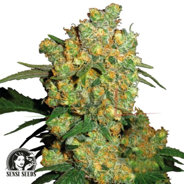 Big Bud Regular - Sensi Seeds