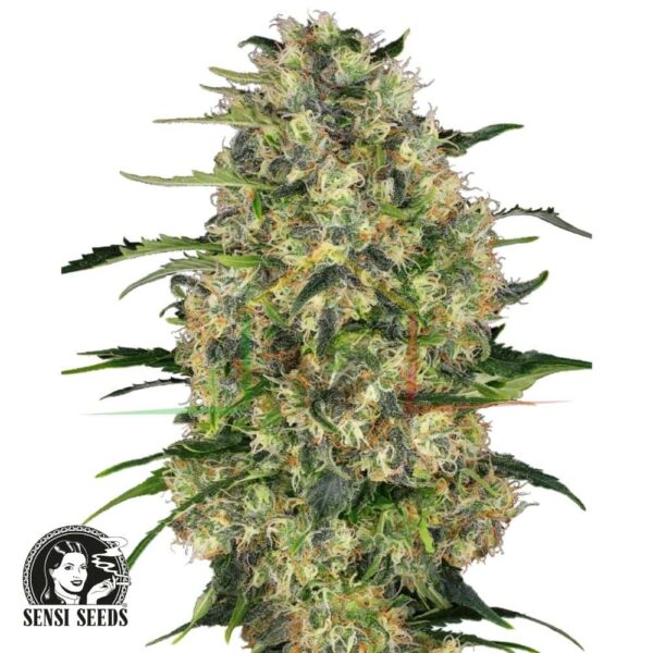 Black Domina regular  - Sensi Seeds