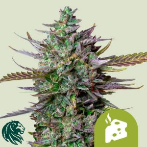 Blue Cheese Automatic - Royal Queen Seeds