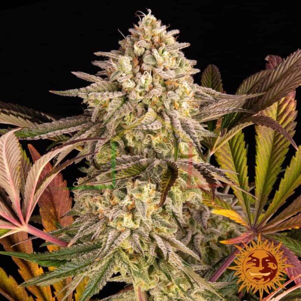 Blue Sunset Sherbet - Barney's Farm