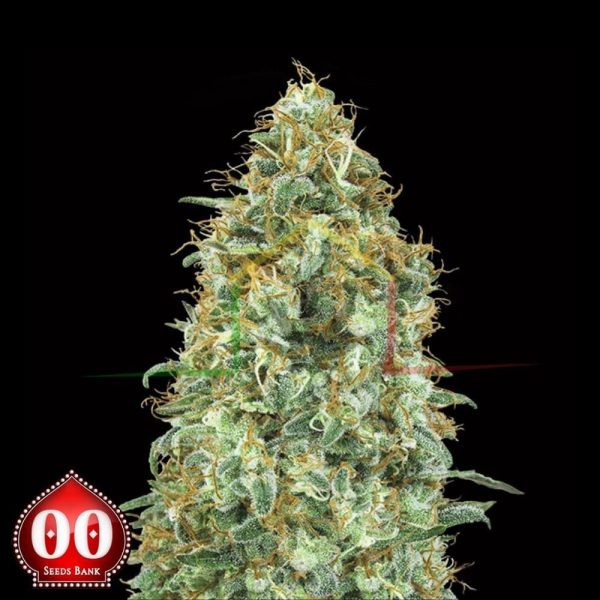 Blueberry - 00 Seeds