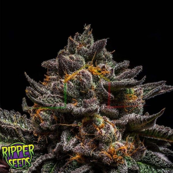 Brain Cake - Ripper Seeds