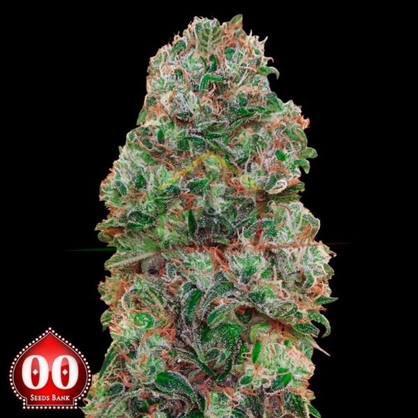 Bubblegum - 00 seeds