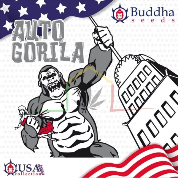 AUTO GORILA
