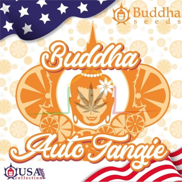 buddha auto tangie